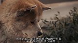 狗狗大战豪猪，不料狗狗被扎的满身刺，接下来狗狗的举动让人感动