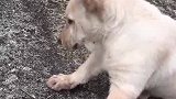 狗子：主人快点钓鱼，我又吃完了！