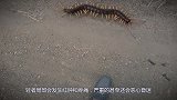 为何“五毒之首”的蜈蚣，毒不死公鸡？专家一句话说出原因！