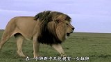 一头母狮正睡觉，雄狮偷偷跑过来，接下来承包了我一年的笑点！
