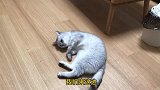 猫咪为了获得主人的宠幸，在线躺地比身姿，喵：你看我俩谁妖娆？