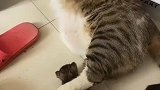 大猫为了不让小猫乱跑，用脚将其夹住
