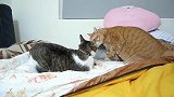 两只肥猫打架,打五秒休息十秒,太好笑了!