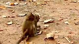 实拍：小猴子遭到集体欺负