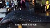 鲸鲨不慎跳上码头，都别动，我自己下去，镜头记录搞笑画面