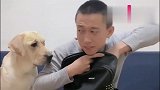 拉布拉多犬又被欺骗了，它怒揍铲屎官