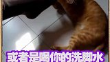 愿天下猫猫都吃得健康