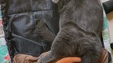 猫2_4拍，跟上尾巴的节奏