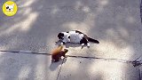 全世界的猫咪都是神经病,我家的猫重症精神病10级以上!