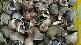 螃蟹和大海螺，超级新鲜