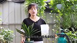 用自来水养君子兰，浇灌前先这样“养水”，盆土不板结，越浇越旺