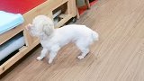 太难了，天天得和它玩孙子兵法萌犬 狗狗