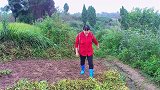 搞笑短剧：大娃碰见徐五姐背花生藤，她说最近自己很孤独！