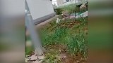 四川初三女生在自家顶楼自缢身亡 疑与家庭原因有关