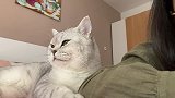 猫咪玩自拍，解锁各种拍照pose，这自拍技术比我强