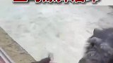 公猩猩与游客互吻，被母猩猩发现后立马擦掉唇印