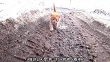 小猫流浪街头，见到陌生人主动靠近，我要领养你