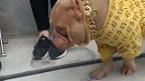 恶霸犬遛弯遇到几位老太太，都说它胖，狗狗一脸不开心