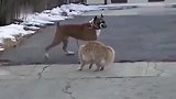 巨型猫咪霸气决战比特犬，天下武功唯快不破，猫咪丝毫不虚！