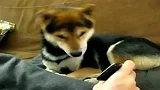 狗看手机视频的可爱表情