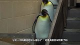 企鹅也能当将军这个国家的企鹅，地位比士兵还要高！