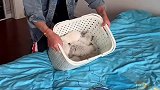 哇塞，这一筐小猫咪，也太萌了吧