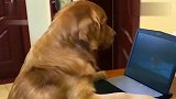 金毛偷偷用主人的电脑看电视剧，还害怕主人来打扰它看