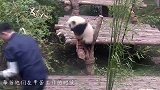 饲养员发现少了只熊猫，一抬头直接吓住：我的亲娘哎！