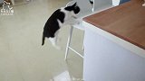 让朋友假扮自己，家里突然换铲屎官，猫能认出来吗？