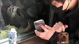 游客给大猩猩看自己玩滑板视频