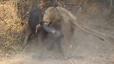 水牛直接将狮子干倒，最后爬都爬不起来，这打斗过程太精彩了！