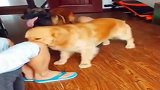 金毛犯错主人不但没受罚还受宠,一旁的马犬吃醋了,摔门而去