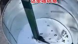 这是啥玩意，这么多人想要