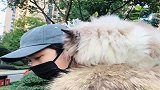 布偶猫：别说悄悄话了，请保持高贵！