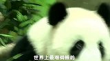 最难伺候的熊猫!