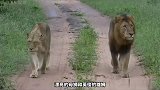 雄狮急于和母狮繁衍后代，结果尴尬