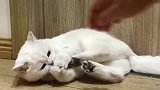 狸花猫：只要有球，我就可以玩的很开心