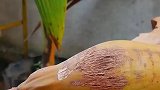 长的很奇怪的迷你小椰子