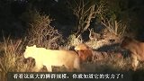 长颈鹿雄狮：单挑之王遭遇三头雄狮入侵，能否守住狮群？拭目以待