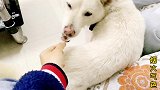 想给狗狗喂零食又怕咬到手？不要怕，小姐姐教你正确的喂食方法
