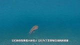 巨型章鱼捕食鲨鱼全过程，海底霸王被活活吞噬，真是大开眼界了！