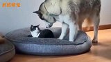 哈士奇的小窝被猫咪霸占，最后的动作爱意满满！