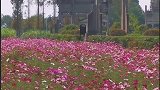 牌坊脚下花开艳
