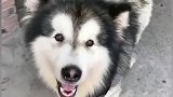 会算数的阿拉斯加犬，你别看它憨憨的，智商还挺高