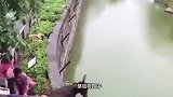 鸡被扔进鳄鱼池，直接走到鳄鱼前面，却没料到鳄鱼是个心机婊！