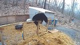 勇敢猪猪！美国一对猪击退一只爬进围栏的黑熊