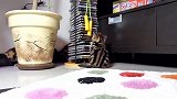 可爱小奶猫上线，看这调皮的小样子，忍不住笑出了声！