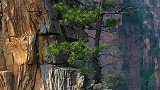 绝处逢生的小松树，五一张家界对省内的游客免票了