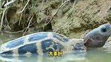 龟要哺育自己的龟宝宝，巨蜥明目张胆抢食龟蛋, 捕捉精彩瞬间!