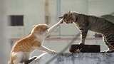 两只猫打架，灰猫被橘猫一招制服，这表情太逗了